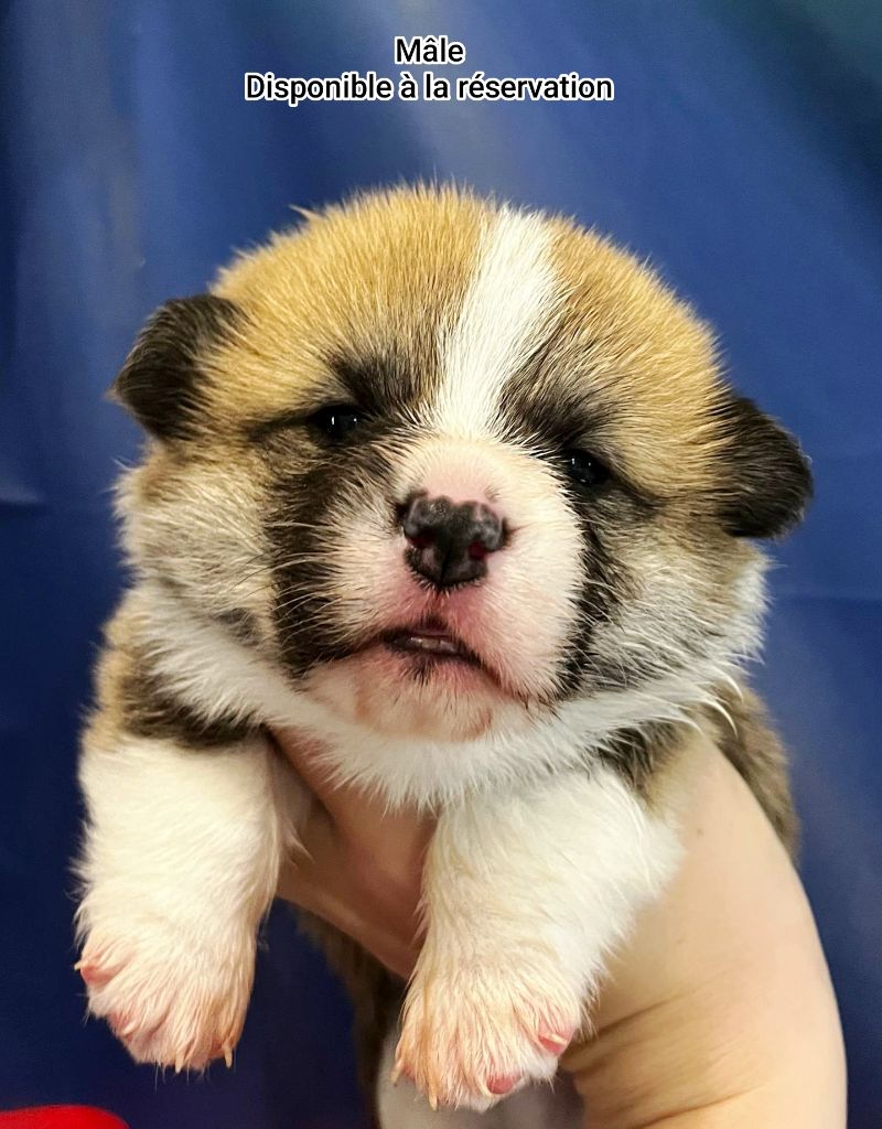 Nouvelle photo de notre mâle Fauve disponible mi juin