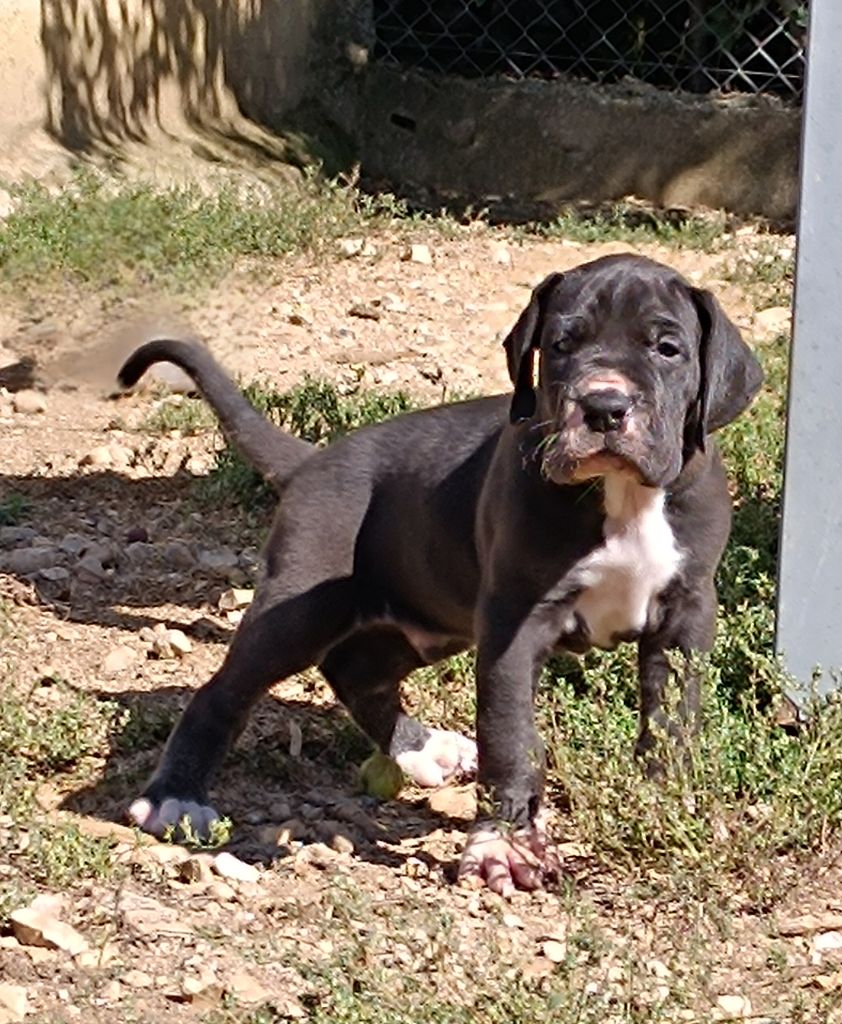 de l'Outsaïna - Chiots disponibles - Dogue allemand