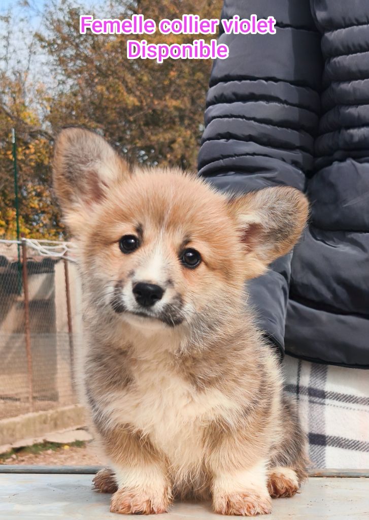 de l'Outsaïna - Chiots disponibles - Welsh Corgi Pembroke