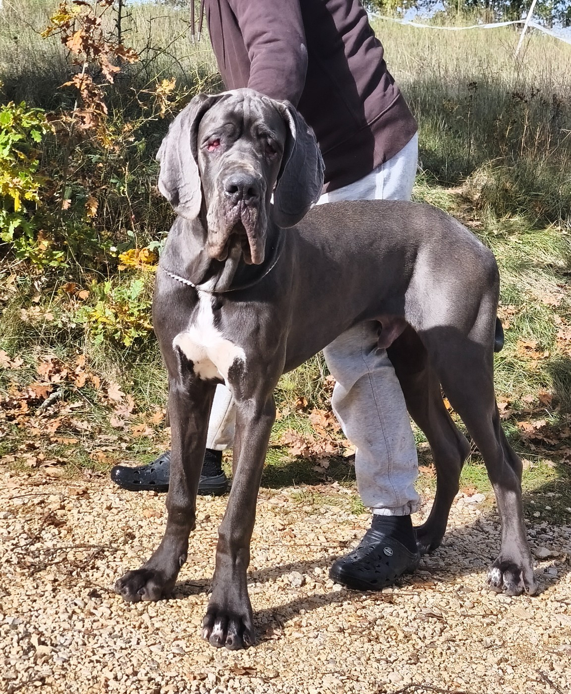 de l'Outsaïna - Chiots disponibles - Dogue allemand