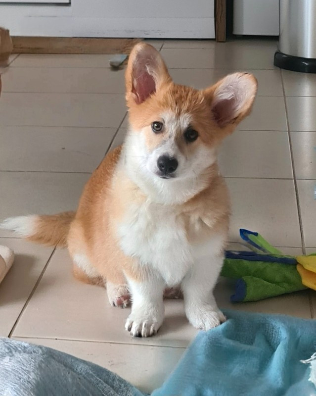 de l'Outsaïna - Chiots disponibles - Welsh Corgi Pembroke