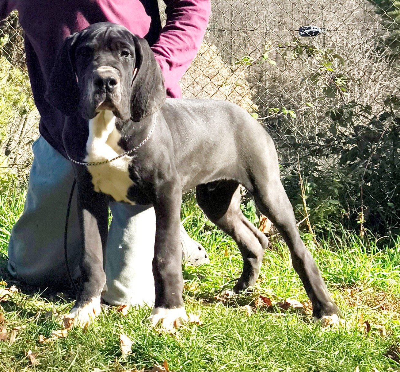 de l'Outsaïna - Chiots disponibles - Dogue allemand