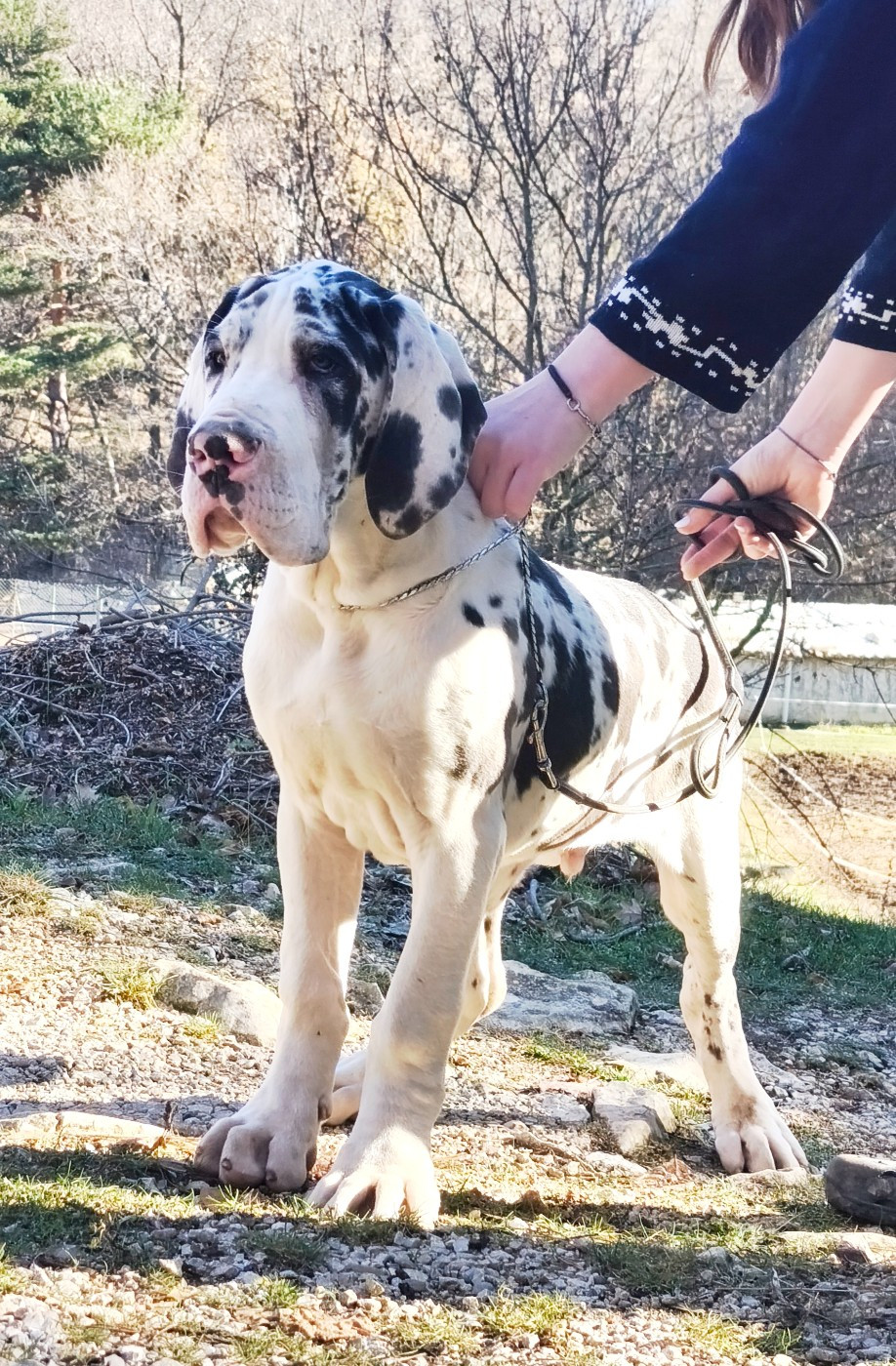 de l'Outsaïna - Chiots disponibles - Dogue allemand