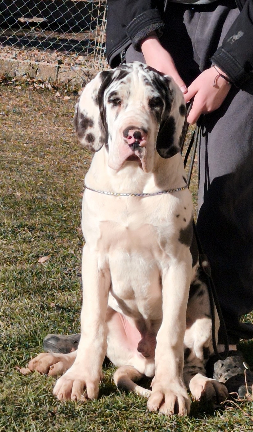 de l'Outsaïna - Chiots disponibles - Dogue allemand