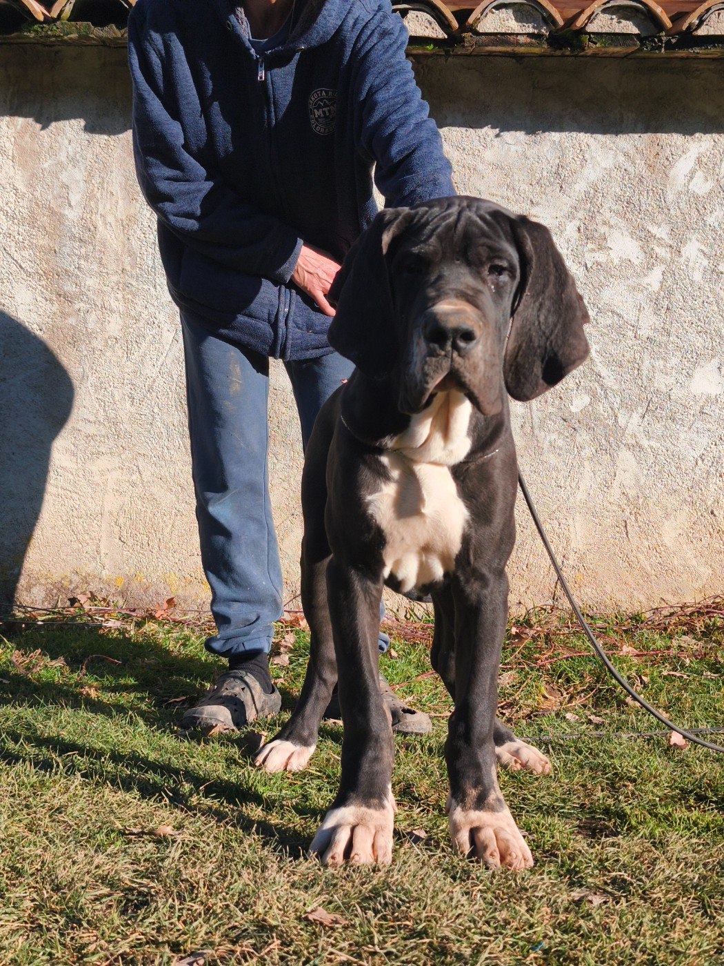 de l'Outsaïna - Chiots disponibles - Dogue allemand