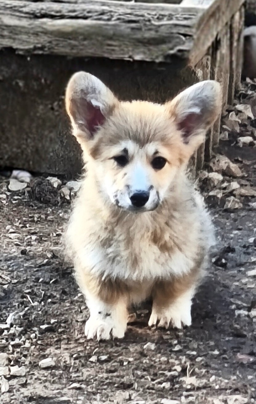 Chiot Welsh Corgi Pembroke de l'Outsaïna