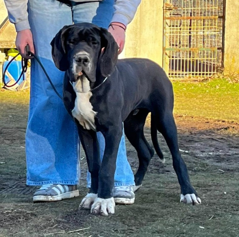 de l'Outsaïna - Chiots disponibles - Dogue allemand