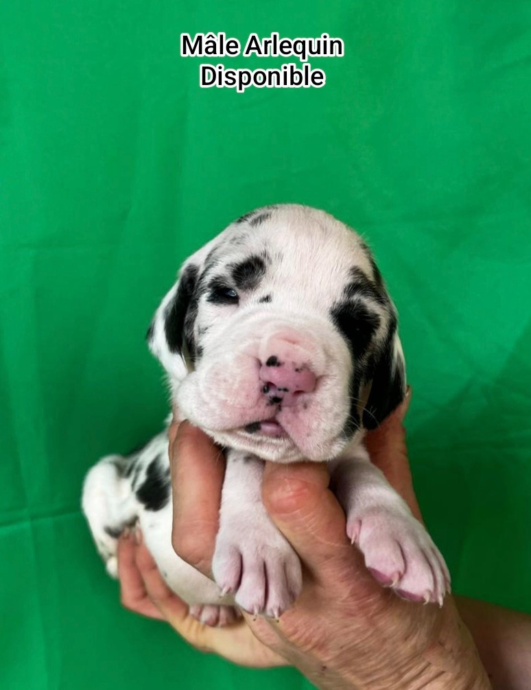 Chiot Dogue allemand de l'Outsaïna