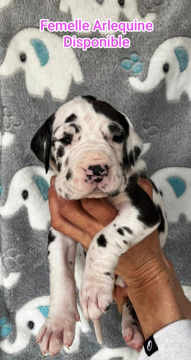 de l'Outsaïna - Chiots disponibles - Dogue allemand