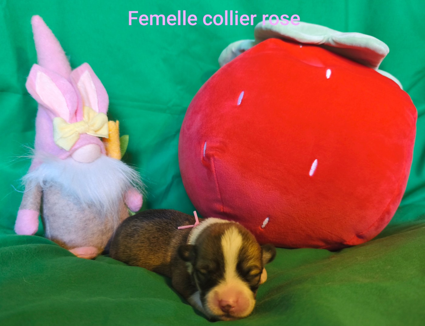 de l'Outsaïna - Chiots disponibles - Welsh Corgi Pembroke
