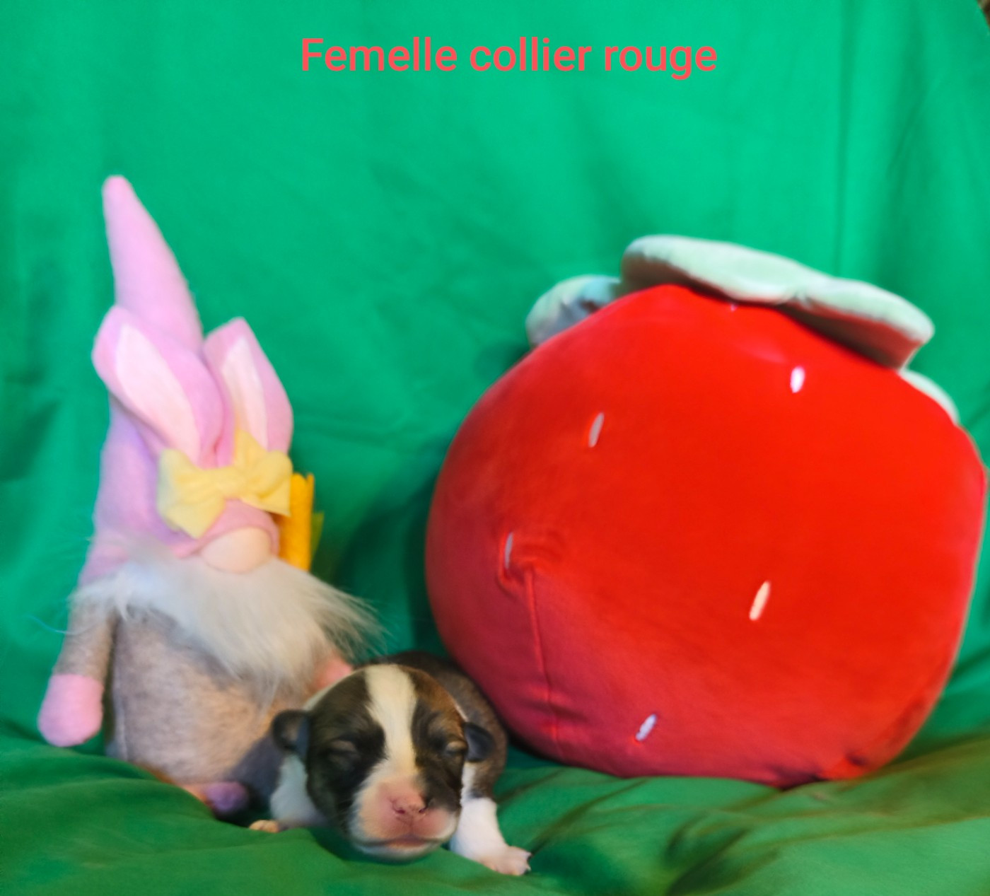 de l'Outsaïna - Chiots disponibles - Welsh Corgi Pembroke