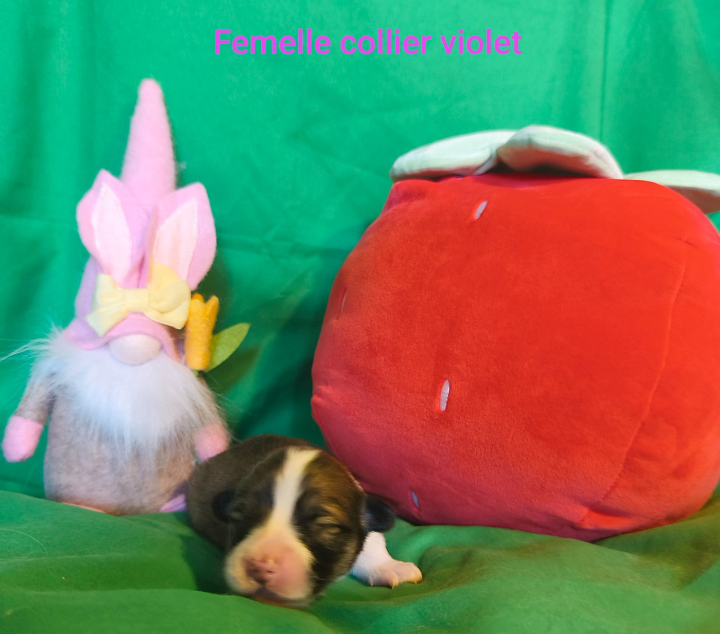 de l'Outsaïna - Chiots disponibles - Welsh Corgi Pembroke