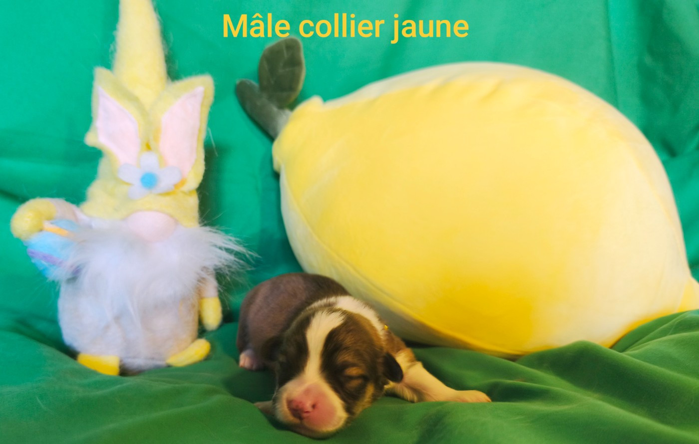 de l'Outsaïna - Chiots disponibles - Welsh Corgi Pembroke