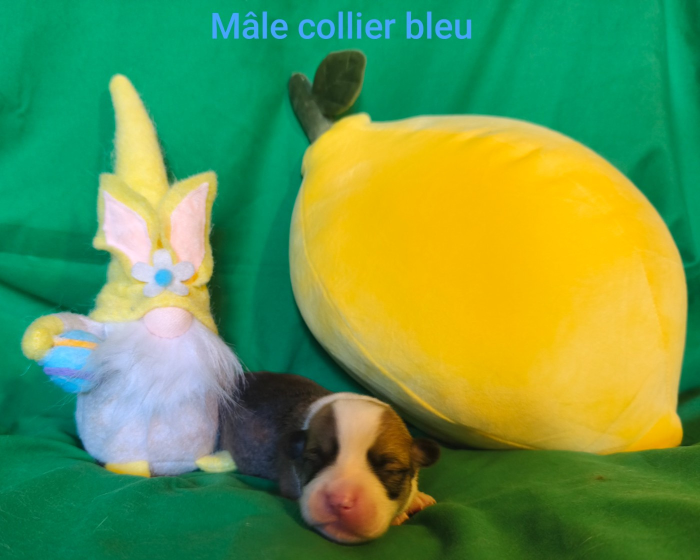 de l'Outsaïna - Chiots disponibles - Welsh Corgi Pembroke