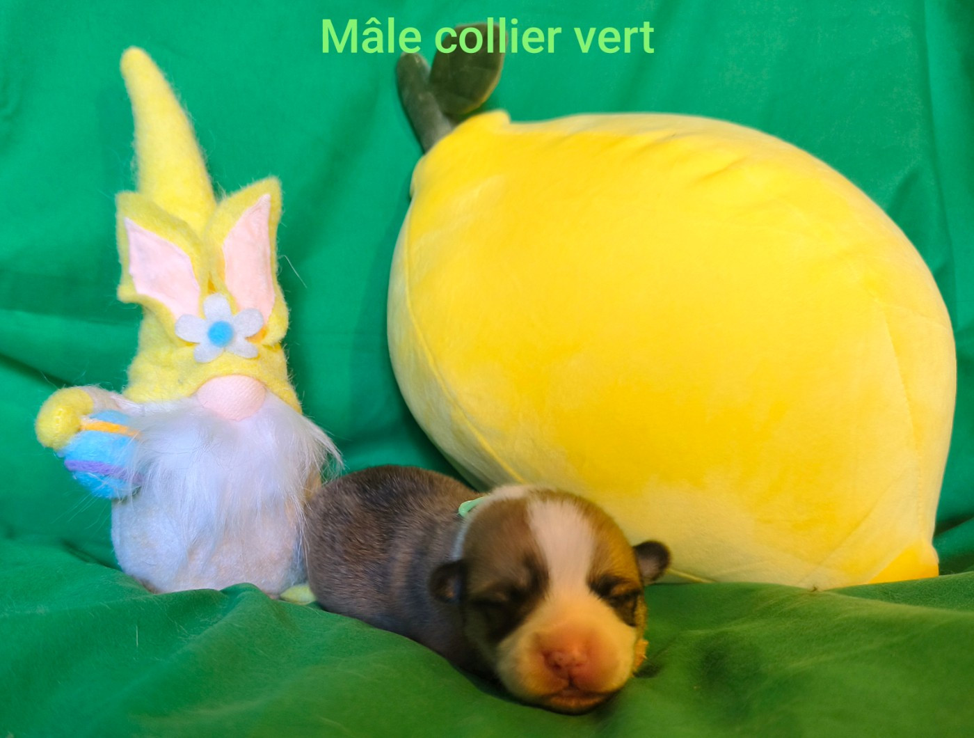 de l'Outsaïna - Chiots disponibles - Welsh Corgi Pembroke