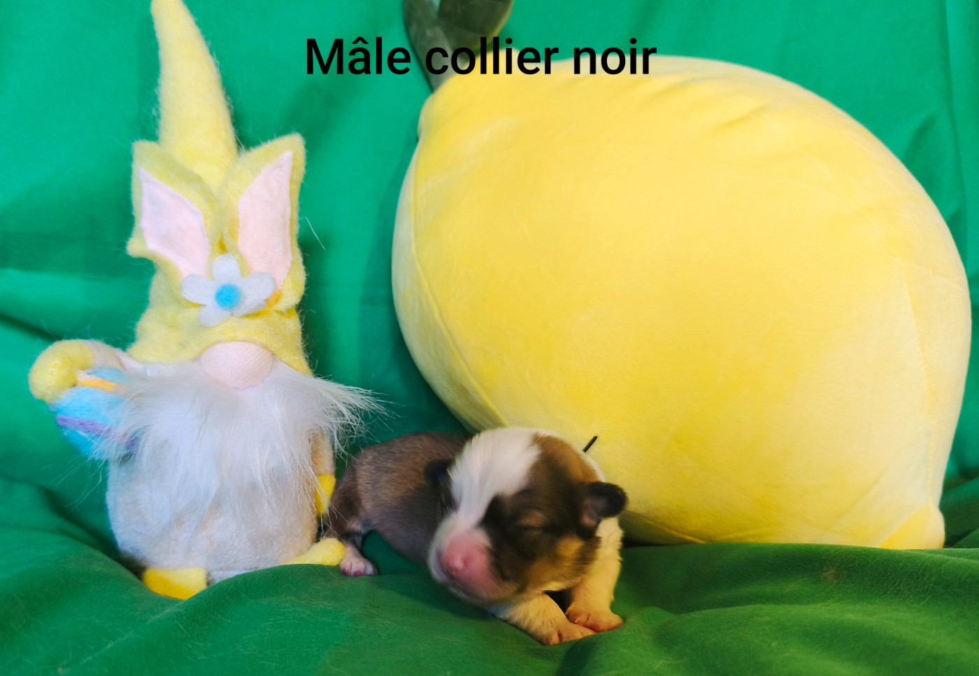 de l'Outsaïna - Chiots disponibles - Welsh Corgi Pembroke