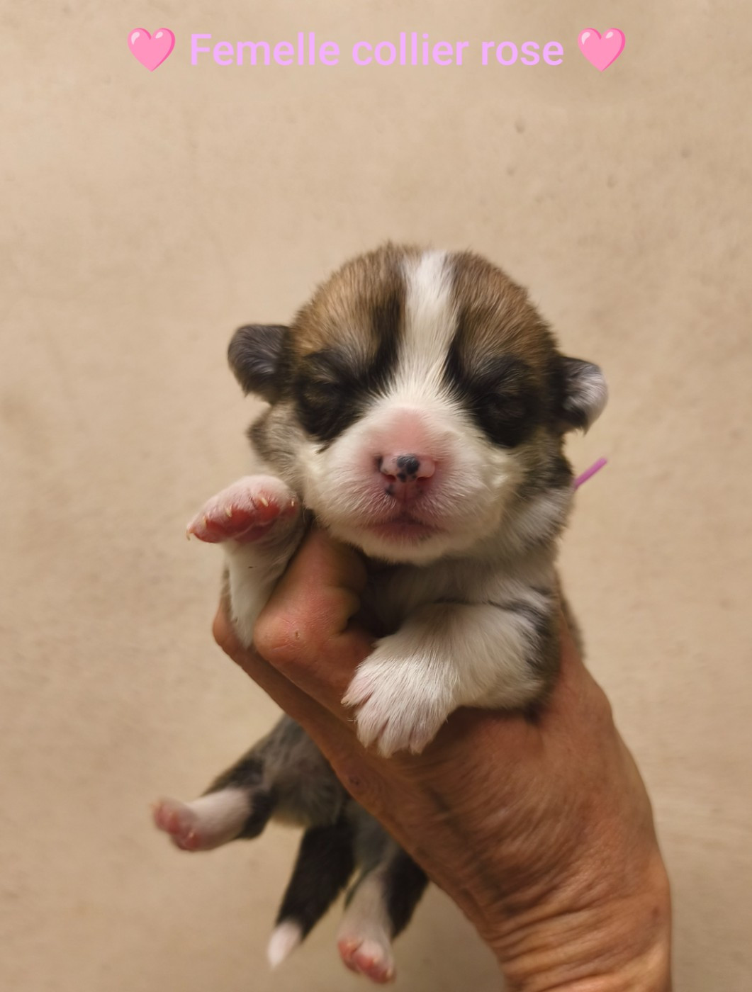 de l'Outsaïna - Chiots disponibles - Welsh Corgi Pembroke