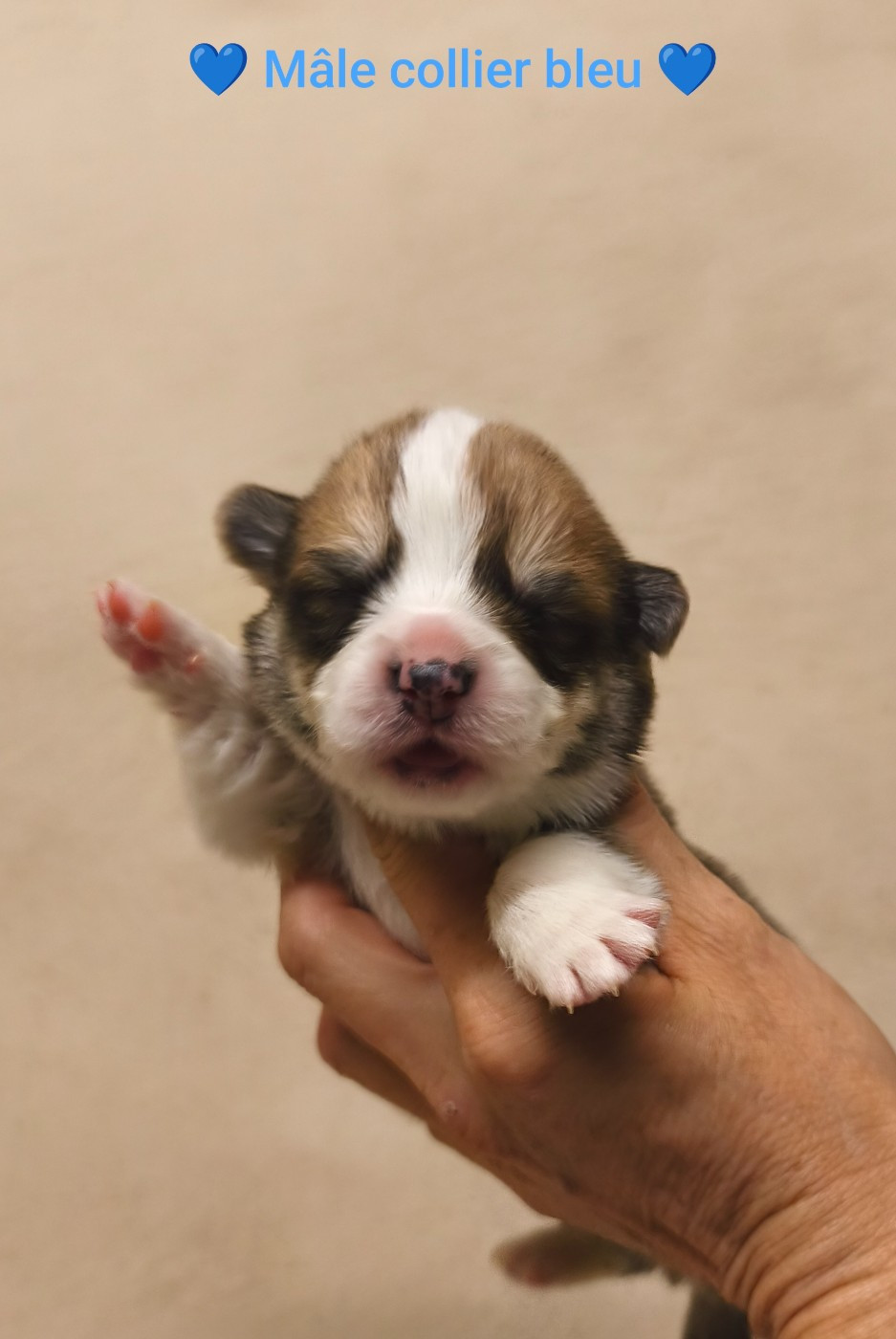 de l'Outsaïna - Chiots disponibles - Welsh Corgi Pembroke