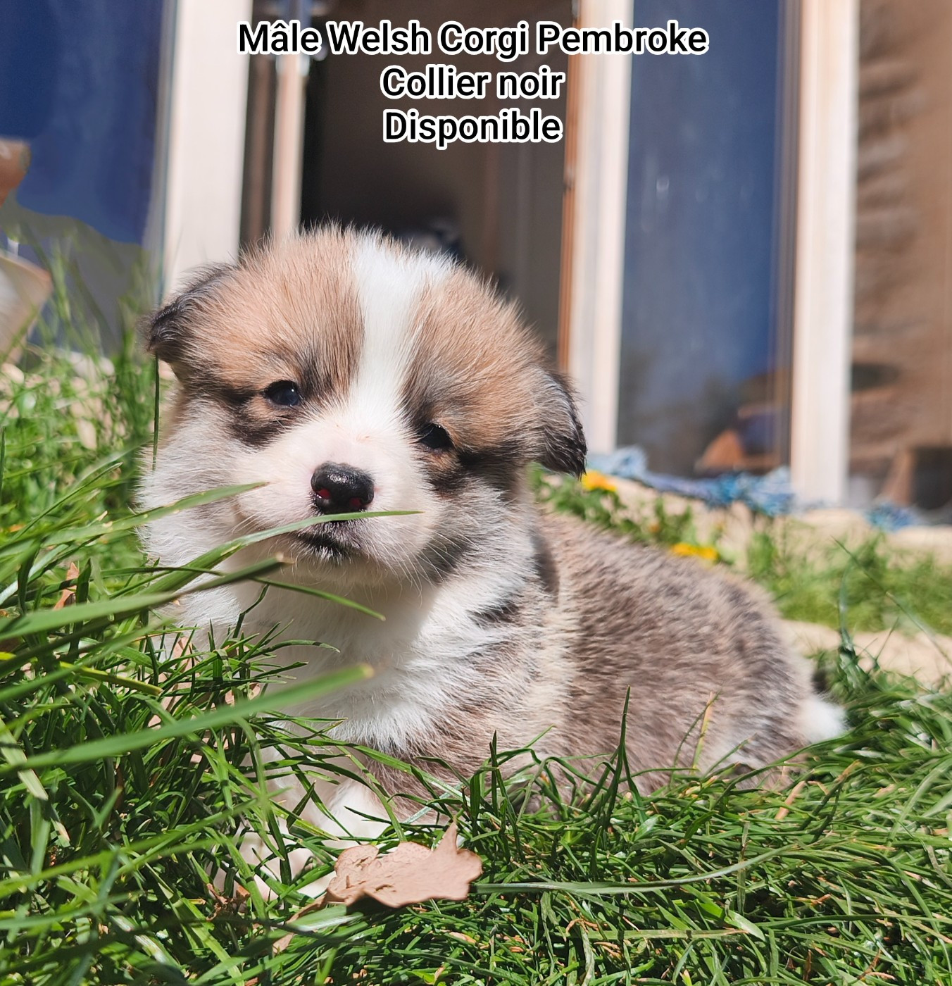 de l'Outsaïna - Welsh Corgi Pembroke - Portée née le 06/03/2026