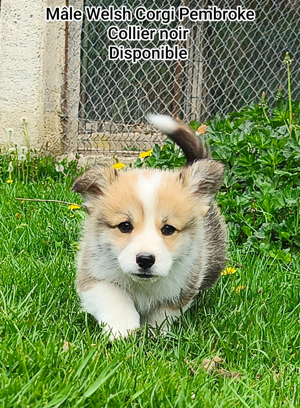 de l'Outsaïna - Chiots disponibles - Welsh Corgi Pembroke