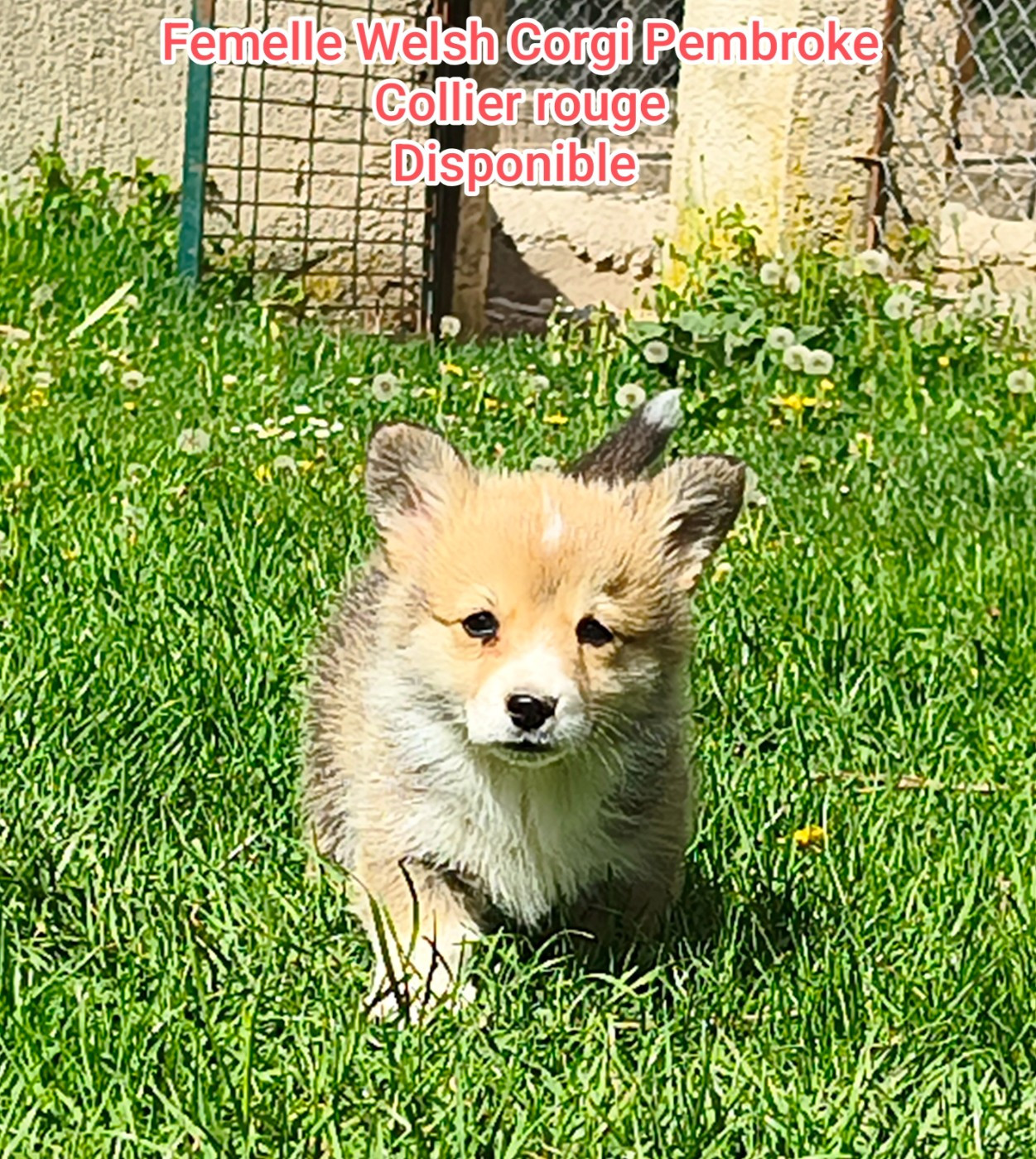 de l'Outsaïna - Chiots disponibles - Welsh Corgi Pembroke