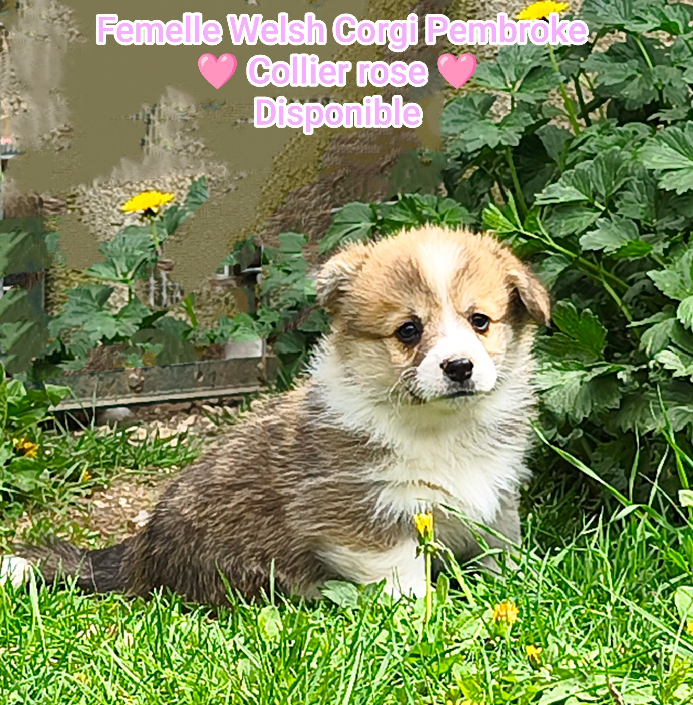 de l'Outsaïna - Chiots disponibles - Welsh Corgi Pembroke