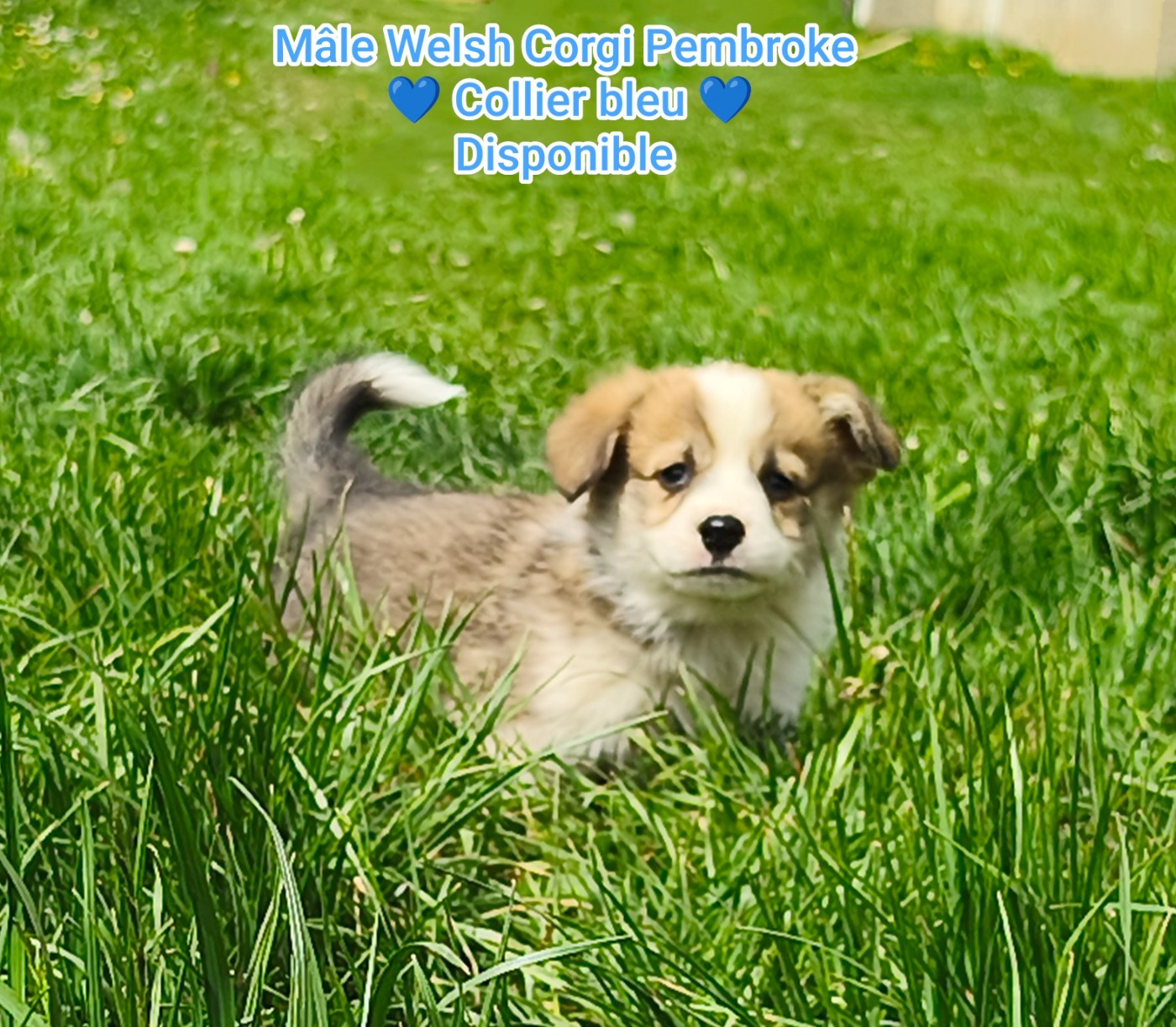 de l'Outsaïna - Chiots disponibles - Welsh Corgi Pembroke