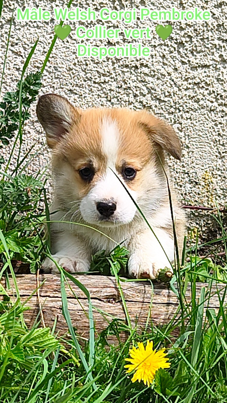 de l'Outsaïna - Welsh Corgi Pembroke - Portée née le 12/03/2026