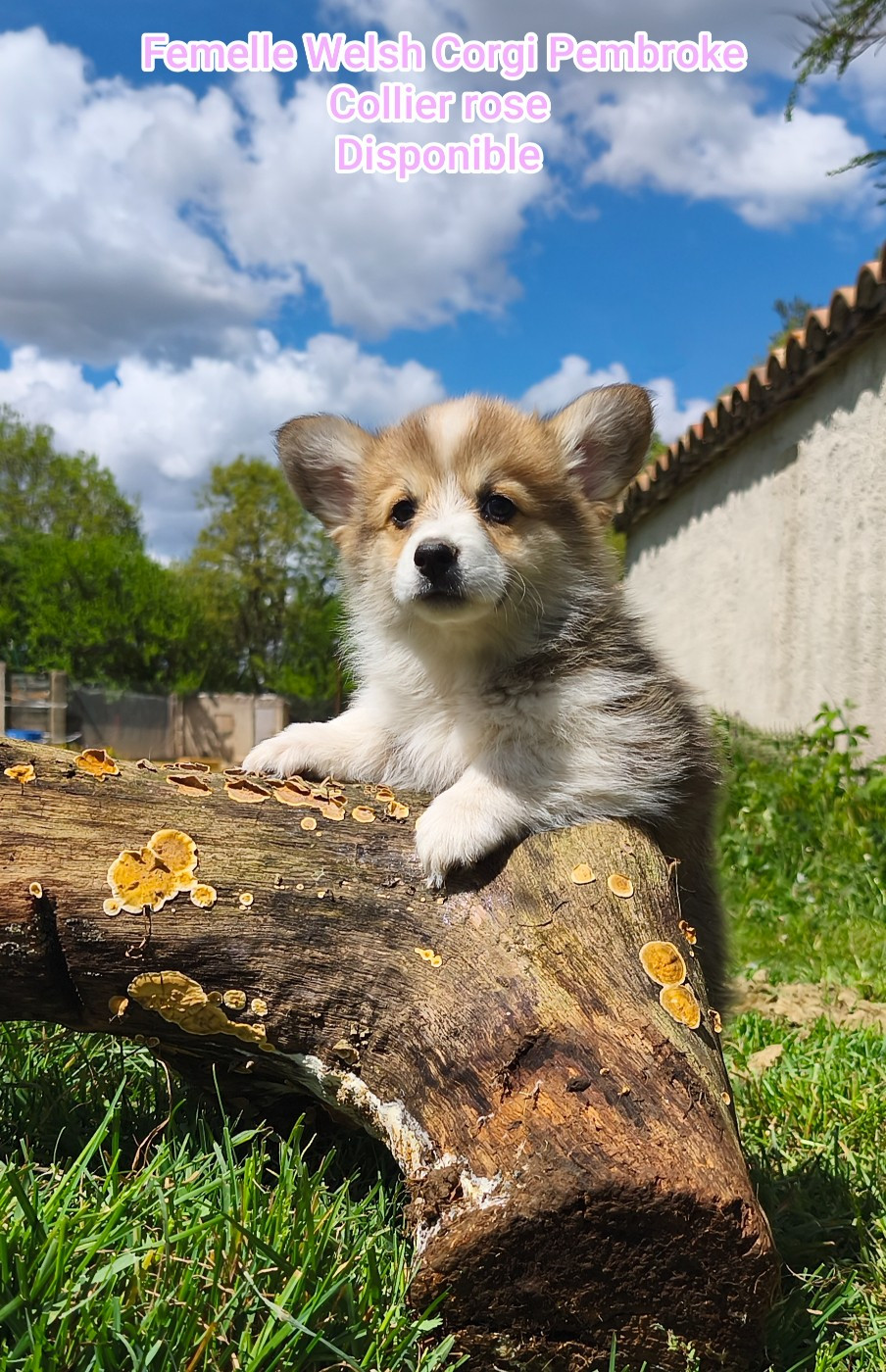 de l'Outsaïna - Chiots disponibles - Welsh Corgi Pembroke