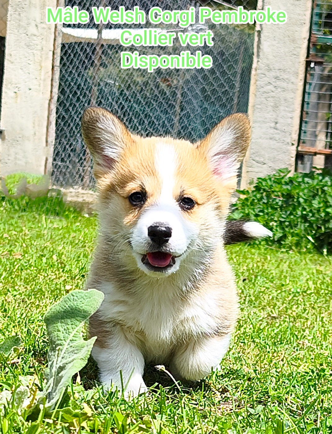 de l'Outsaïna - Chiots disponibles - Welsh Corgi Pembroke