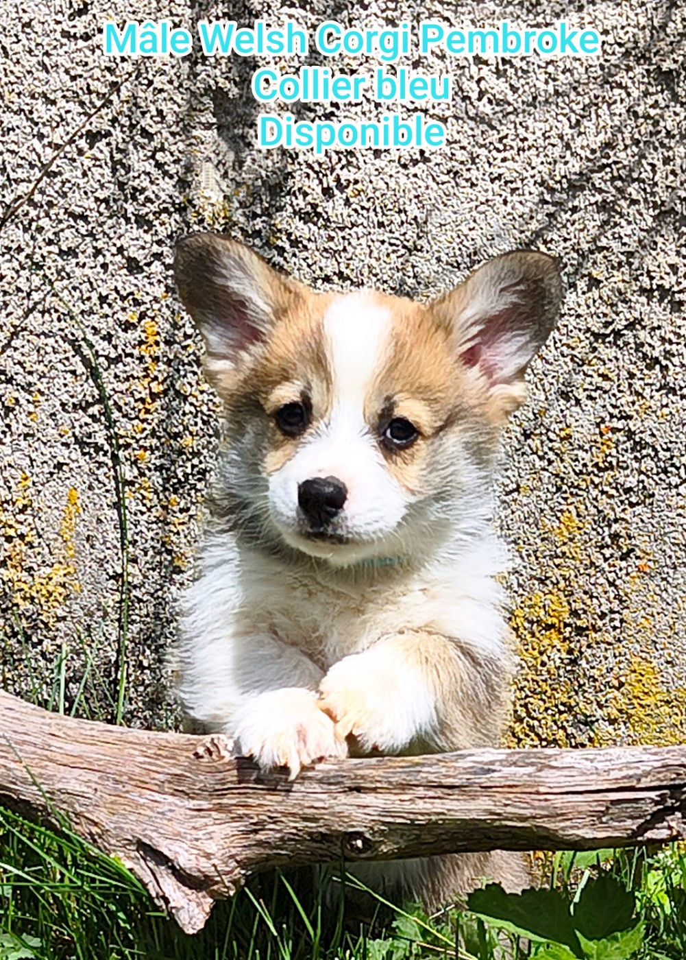 de l'Outsaïna - Chiots disponibles - Welsh Corgi Pembroke