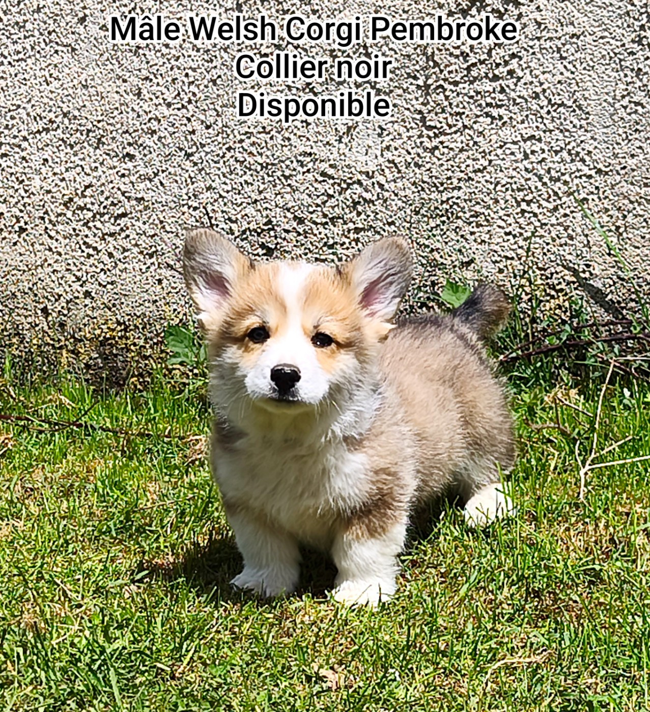 de l'Outsaïna - Chiots disponibles - Welsh Corgi Pembroke