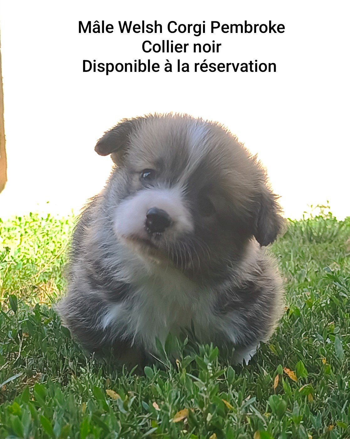 de l'Outsaïna - Chiots disponibles - Welsh Corgi Pembroke