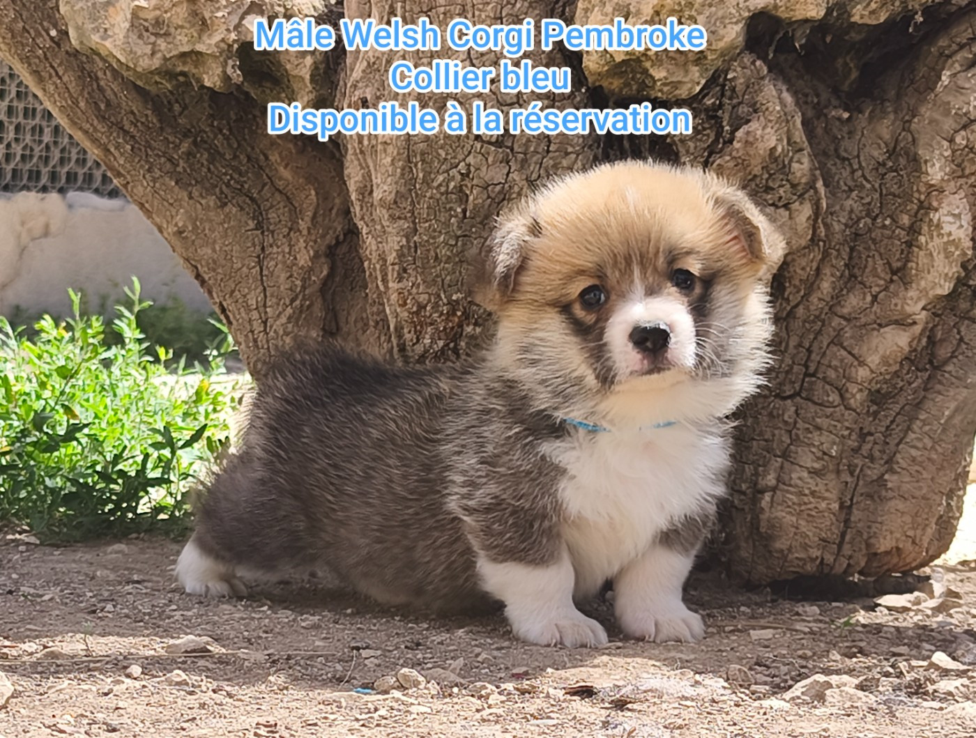 de l'Outsaïna - Chiots disponibles - Welsh Corgi Pembroke