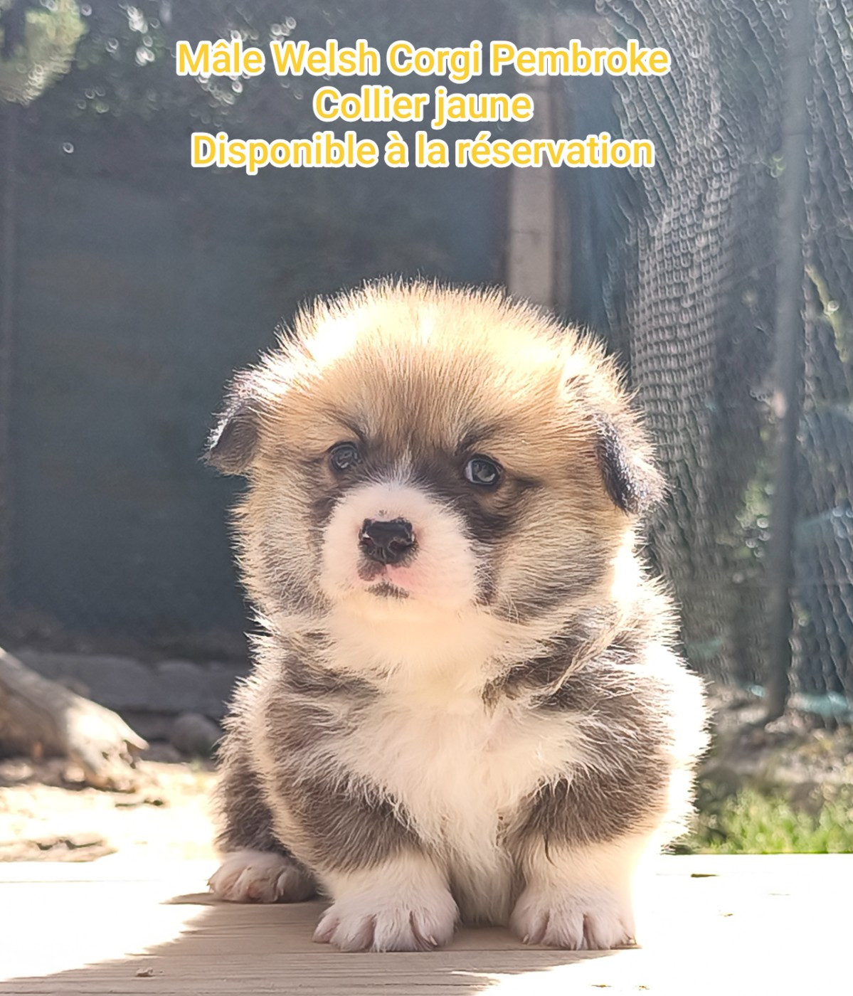 de l'Outsaïna - Chiots disponibles - Welsh Corgi Pembroke