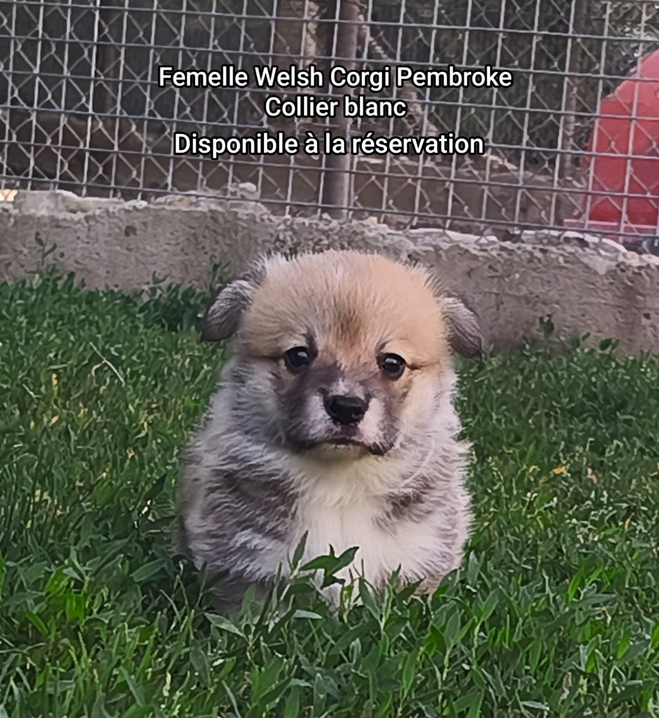 de l'Outsaïna - Chiots disponibles - Welsh Corgi Pembroke