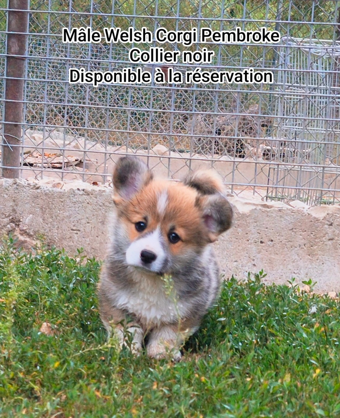 de l'Outsaïna - Chiots disponibles - Welsh Corgi Pembroke