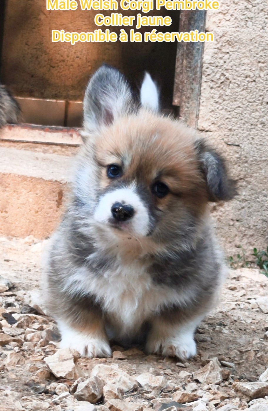 de l'Outsaïna - Chiots disponibles - Welsh Corgi Pembroke