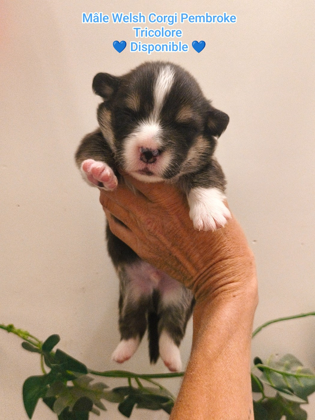 de l'Outsaïna - Chiots disponibles - Welsh Corgi Pembroke