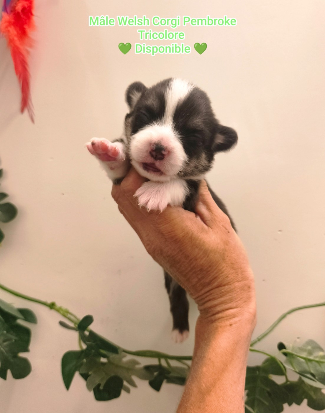 de l'Outsaïna - Chiots disponibles - Welsh Corgi Pembroke