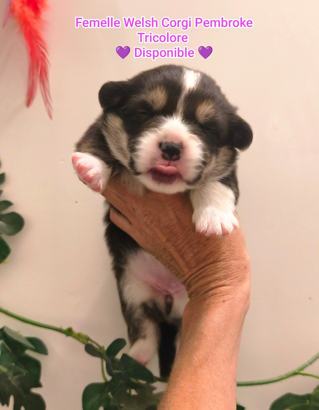 de l'Outsaïna - Chiots disponibles - Welsh Corgi Pembroke