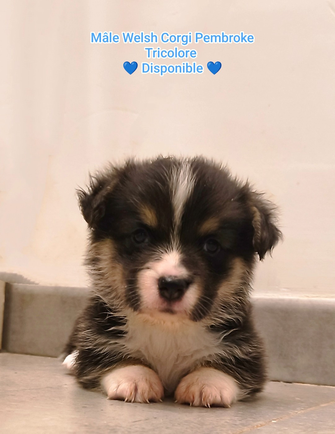 de l'Outsaïna - Chiots disponibles - Welsh Corgi Pembroke
