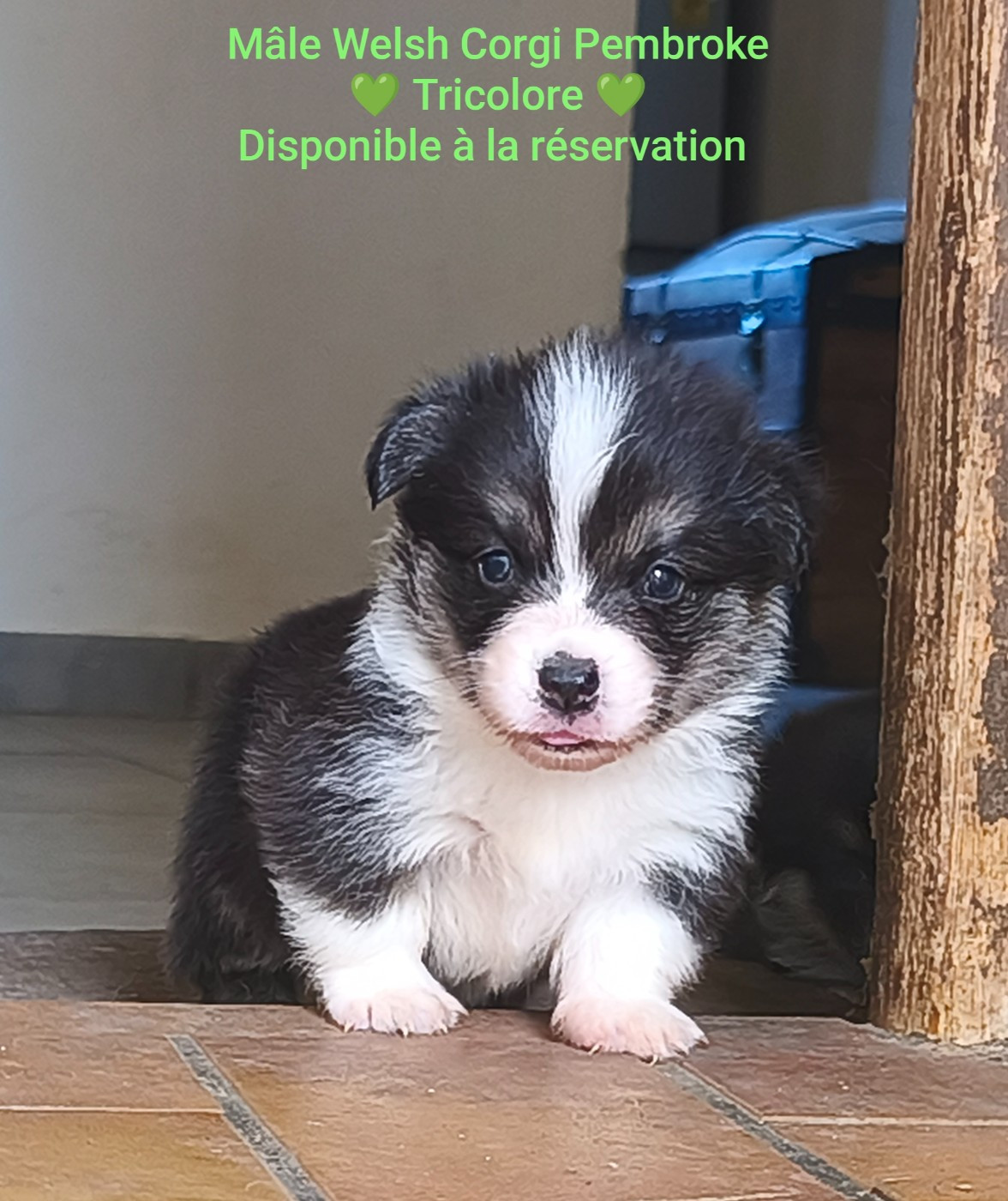 de l'Outsaïna - Chiots disponibles - Welsh Corgi Pembroke