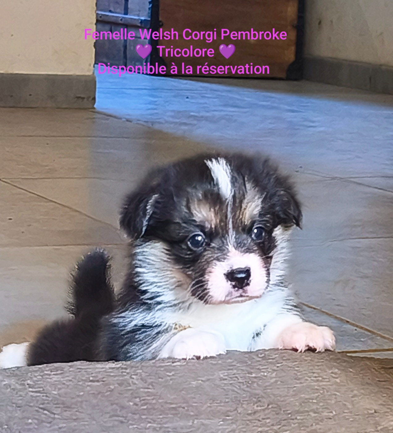 de l'Outsaïna - Chiots disponibles - Welsh Corgi Pembroke