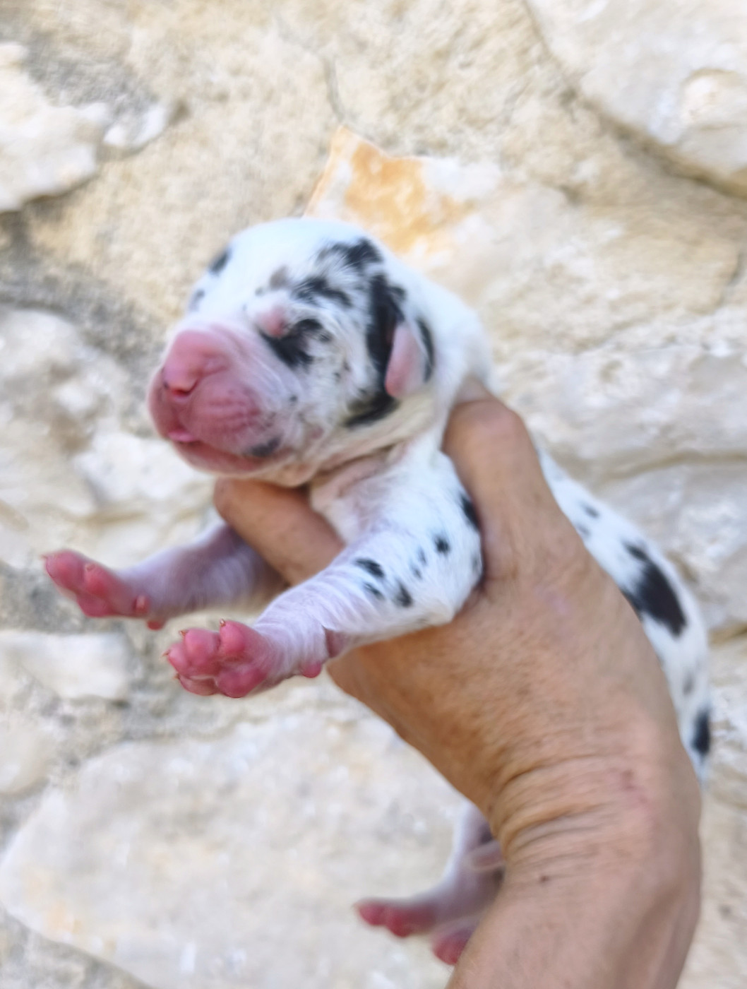 de l'Outsaïna - Chiots disponibles - Dogue allemand