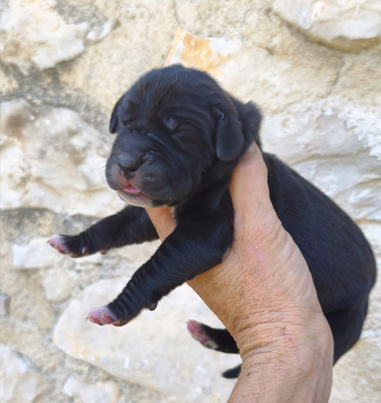 de l'Outsaïna - Chiots disponibles - Dogue allemand