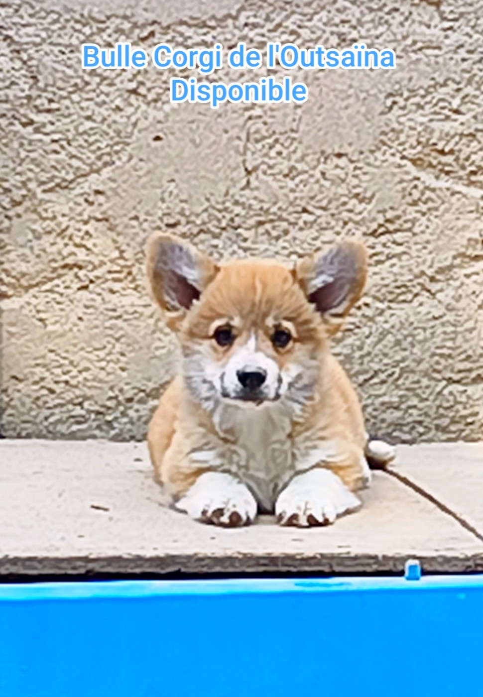 de l'Outsaïna - Chiots disponibles - Welsh Corgi Pembroke