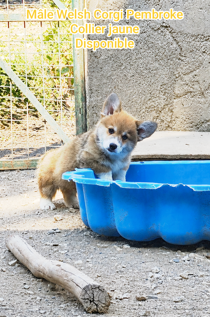 de l'Outsaïna - Welsh Corgi Pembroke - Portée née le 10/05/2026