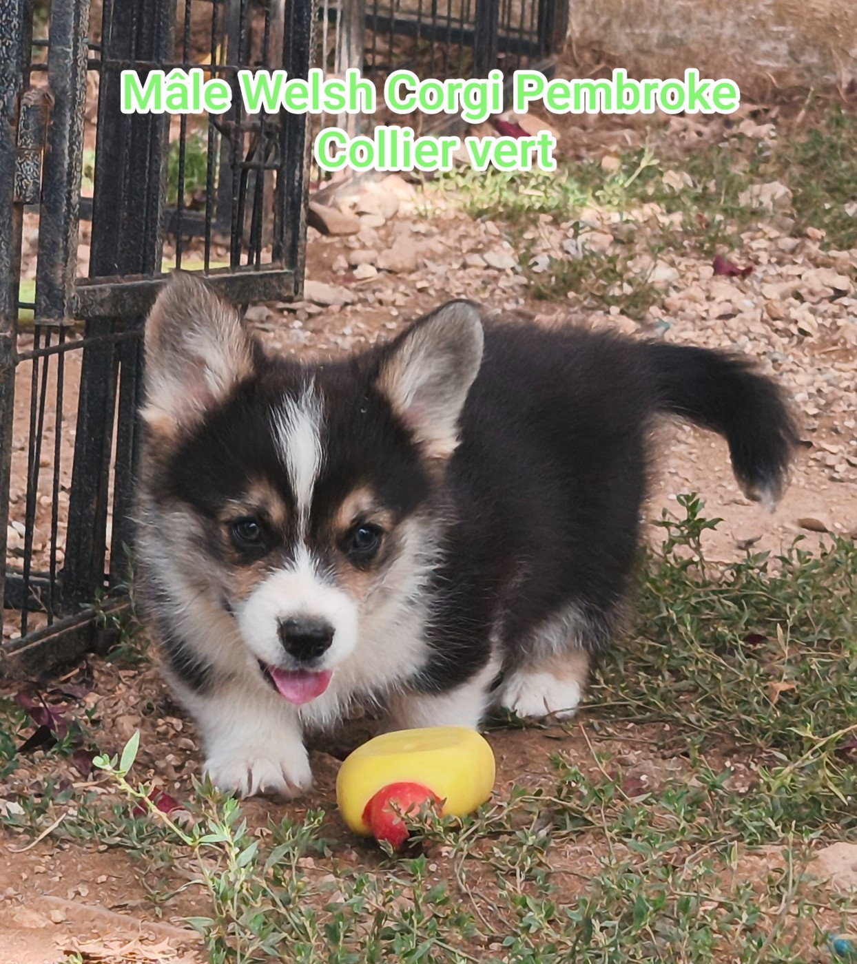 de l'Outsaïna - Chiots disponibles - Welsh Corgi Pembroke