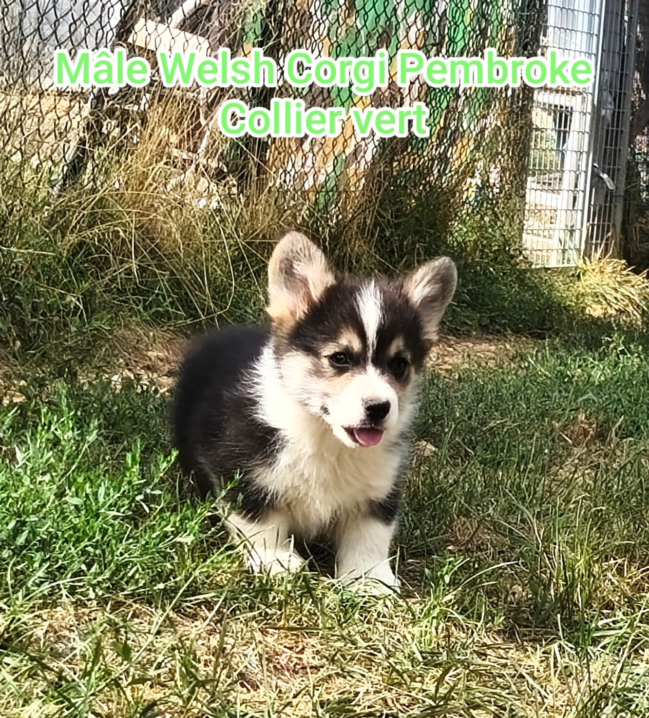 Chiot Welsh Corgi Pembroke de l'Outsaïna